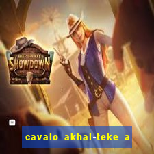 cavalo akhal-teke a venda no brasil cavalo akhal teke no