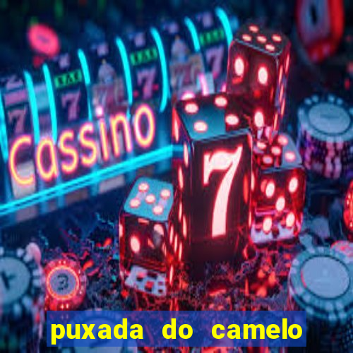 puxada do camelo jogo do bicho